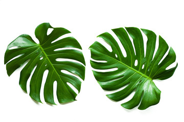 Beautiful Tropical Monstera leaf isolated on white background, Flat lay