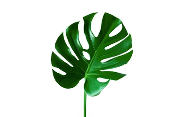 Velours gordijnen Monstera Beautiful Tropical Monstera leaf isolated on white background for design elements, Flat lay