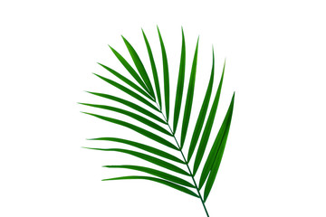 Fototapeta premium tropical coconut leaf isolated on white background, summer background