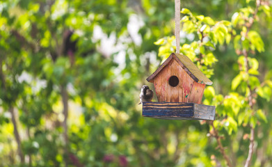 Colorful birdhouse in idyllic garden: Wooden birdhouse and copy space
