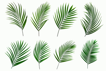set of green palm and tropical coconut plant leaf on white background for design elements, Flat lay