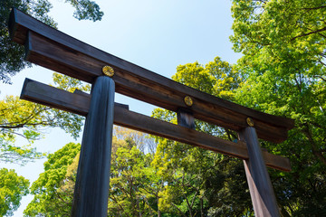 Fototapeta premium 明治神宮参道