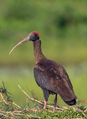 Red Naped ibis a rare bird 