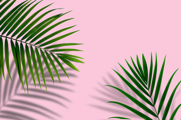 top view of tropical palm leaf shadow on pink color background. minimal summer concept. flat lay