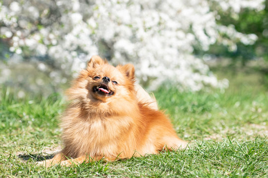 Pomeranian spitz dog, pretty little dog, in spring natural background. Spitz posing in blossom nature background