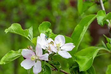 Spring flowering in gardens and forests. Blooming apple tree, fruits of cherry and apricots. Tree peonies, wildflowers. Green leaves. For cards, banners.