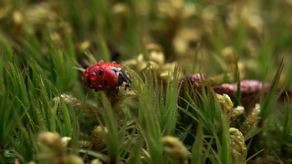 ladybug on green grass