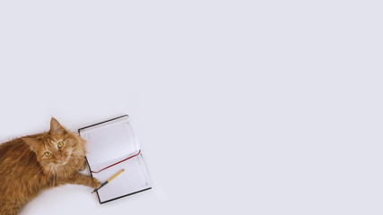 Red cat paws on diary on gray background with copyspace. Business, education pet concept. Stock photo