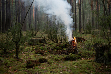 fire in the forest