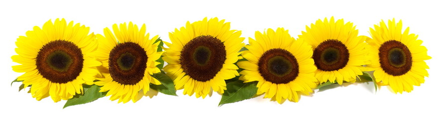 Sonnenblumen Blüte mit Blätter Freisteller - Panorama