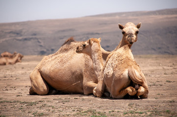 Group of camel in a desert mountain area, Salalah, Oman