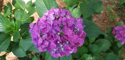 purple hydrangea