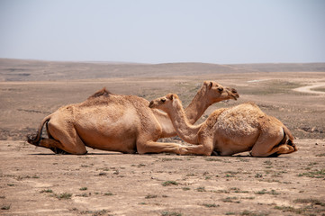 Group of camel in a desert mountain area, Salalah, Oman