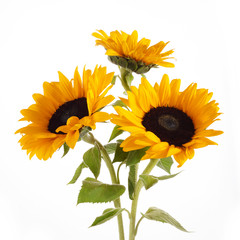 Sunflowers isolated on white background. Seasonal nature background.