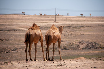 Group of camel in a desert mountain area, Salalah, Oman