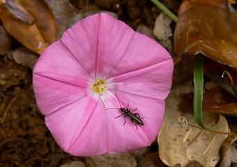 fiore di convolvolo Vilucchio (Convolvulus arvensis) in primo piano