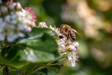 Bee pollinating the flowers of blooming black chokeberry