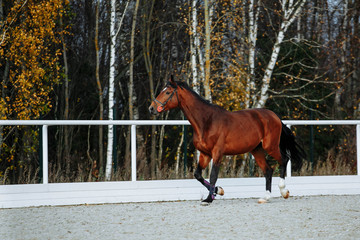 Beautiful sport brown horse running in the paddock. Portrait of chestnut  stallion horse galloping...