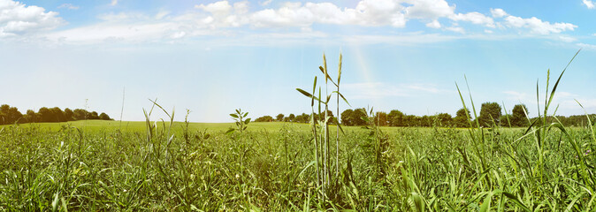 Hohes Gras auf einer Wiese im Sommer - Panorama