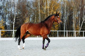 Beautiful sport brown horse running in the paddock. Portrait of chestnut  stallion horse galloping...