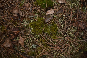 grass on th wood