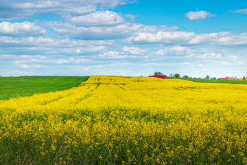 Field with green grass and yellow rapeseed flowers