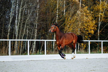 Beautiful sport brown horse running in the paddock. Portrait of chestnut  stallion horse galloping...