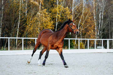 Beautiful sport brown horse running in the paddock. Portrait of chestnut  stallion horse galloping...