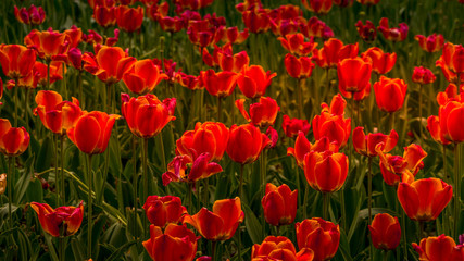 Field of red blossoming tulips