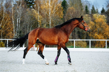 Beautiful sport brown horse running in the paddock. Portrait of chestnut  stallion horse galloping...