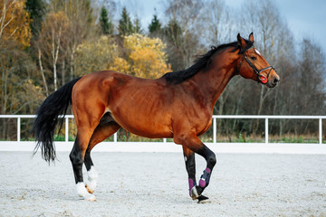 Beautiful sport brown horse running in the paddock. Portrait of chestnut  stallion horse galloping...