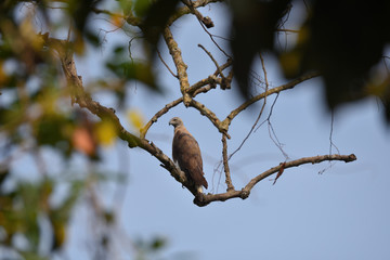 bird on a branch