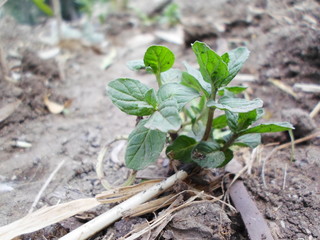 Green mint in the spring