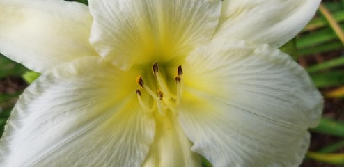 Obraz na płótnie Canvas close up of a white lily