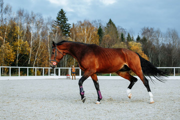 Beautiful sport brown horse running in the paddock. Portrait of chestnut  stallion horse galloping...