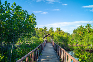 Fototapeta na wymiar beautiful landscape view with mango trees