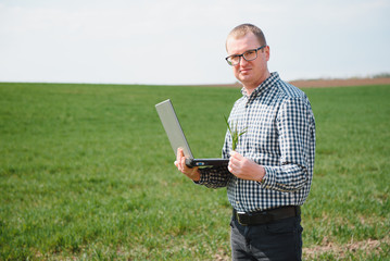 farmer standing in young wheat field examining crop and looking at laptop.