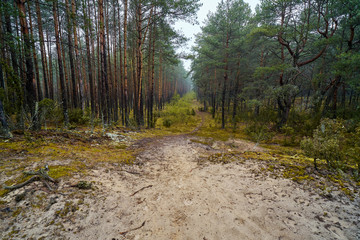 sandy path in the green spring forest