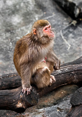 Japanese macaque female on the beam. Latin name - Macaca fuscata	