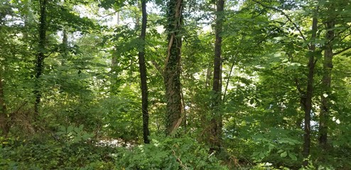 vine on tree