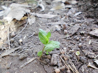 Green mint in the spring