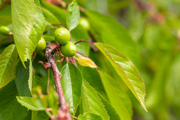 Spring flowering in gardens and forests. Blooming apple tree, fruits of cherry and apricots. Tree peonies, wildflowers. Green leaves. For cards, banners.