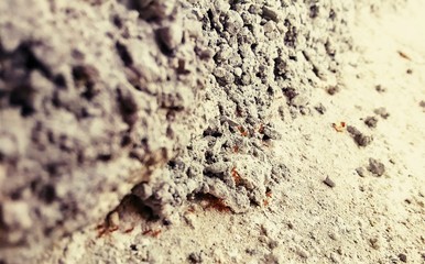 Pequeñas hormigas hacen fila y recorren pared de concreto