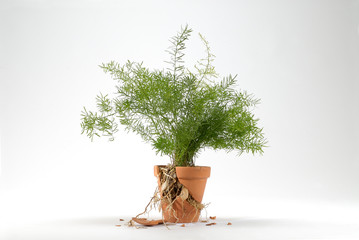 plante en pot cassé par des racines visibles
