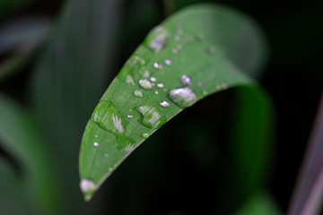 Beautiful water drop on leaf at nature close-up macro. Fresh juicy green leaf in droplets of morning dew outdoors.