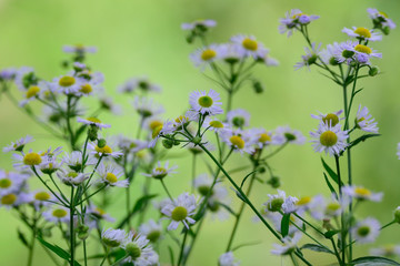 Kanadisches Berufkraut (Conyza canadensis)
