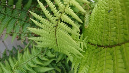 green fern leaf