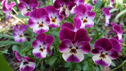 Fototapeta na wymiar purple and white orchids