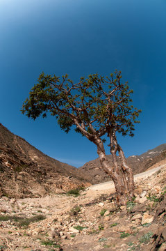 Wadi Dawkah is a natural park of famous Frankincense trees, Dhofar, Salalah, Oman