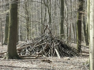 tree in the woods